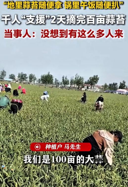 人怎么能聪明成这样？江苏马先生是种蒜大户，100多亩丰收在即，可他不想花钱雇人。