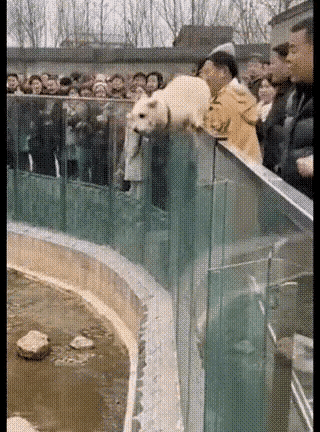 老虎被狗追着满场跑？动物园里上演“犬欺虎”奇景，背后真相让人又气又心疼！那天