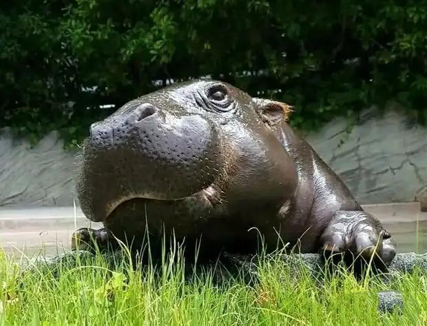 河马属于偶蹄目鲸河马亚目，虽然它们长得有些像猪，但跟鲸、海豚是近亲，与猪关系很远