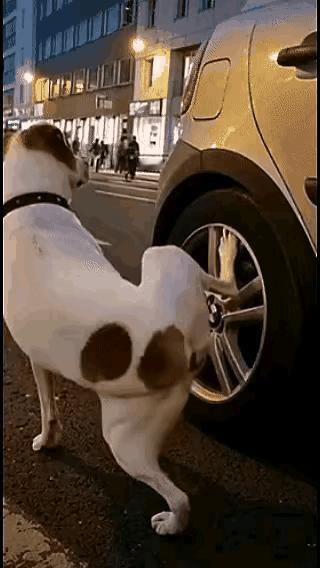 狗子：我还没尿呢，你咋回事？还讲不讲素质了？😂