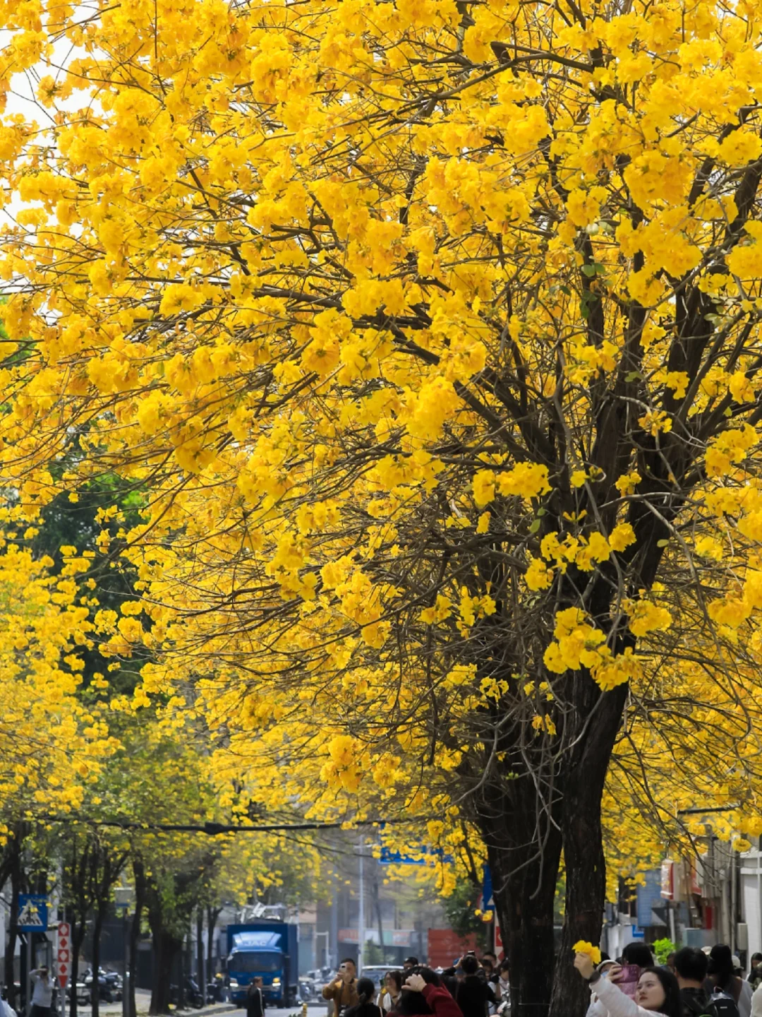已经开始期待深圳的春天了…