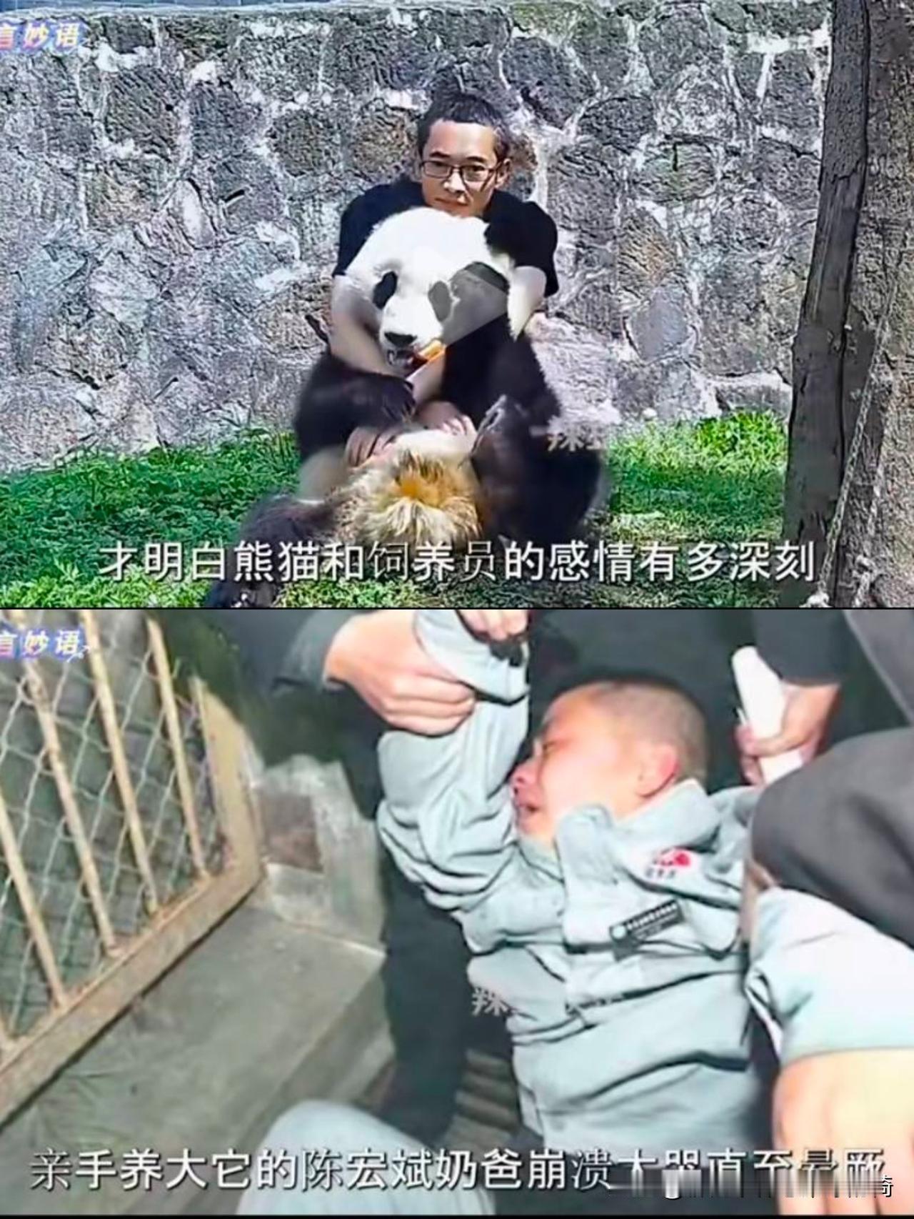 大熊猫秦秦突然走了奶爸哭到崩溃的画面让全网心碎！那个总爱抱着饲养员腿撒娇的“圆