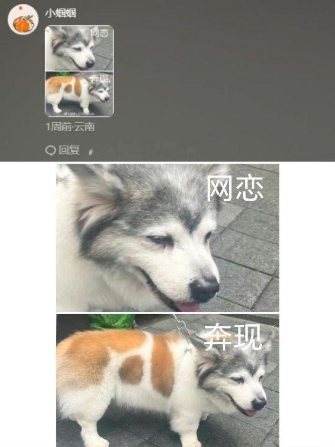 第一次见有拼好狗的​​​