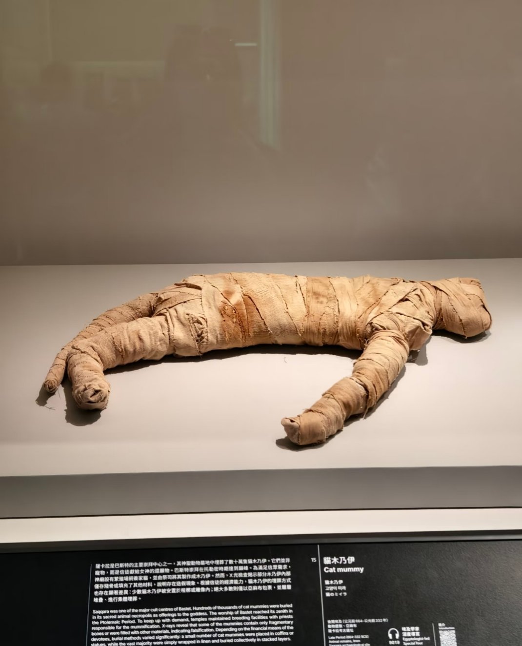 事实证明猫就算变成木乃伊还是很可爱🐱