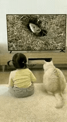 猫咪没有忘记自己的使命