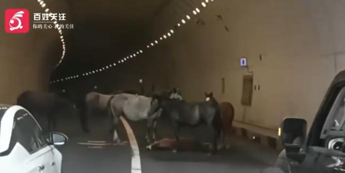 “太有灵性了！”7月20日，河北张家口，女子开车穿越隧道时，发现前路被5匹马堵住