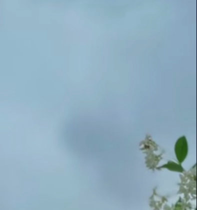 0000络石藤（万字茉莉）1.栽培方式：园土+腐叶土+粗沙，普通疏松土即可；木