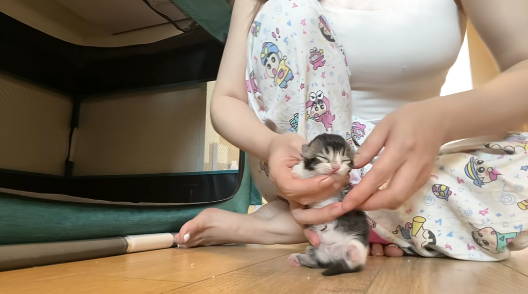 好可爱的小猫咪，真好看