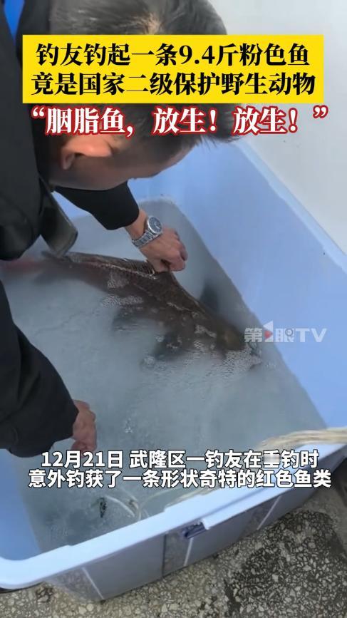 “笑不活了！”12月21日，重庆，一男子钓鱼时，钓到一条半米多长的红色怪鱼，可周
