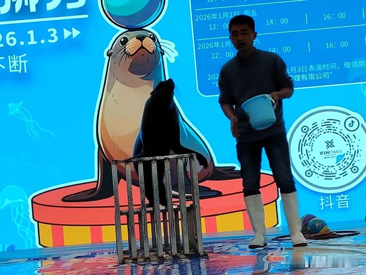 来来来！看海狮表演[呲牙笑][呲牙笑][呲牙笑]小家伙是挺可爱的[大笑][大笑][星星