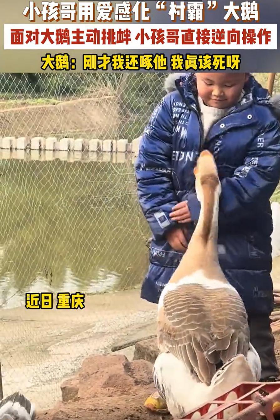 笑不活了！重庆，男孩回村里过年，看到大鹅就忍不住上去逗了一下，却被大鹅主动挑衅，