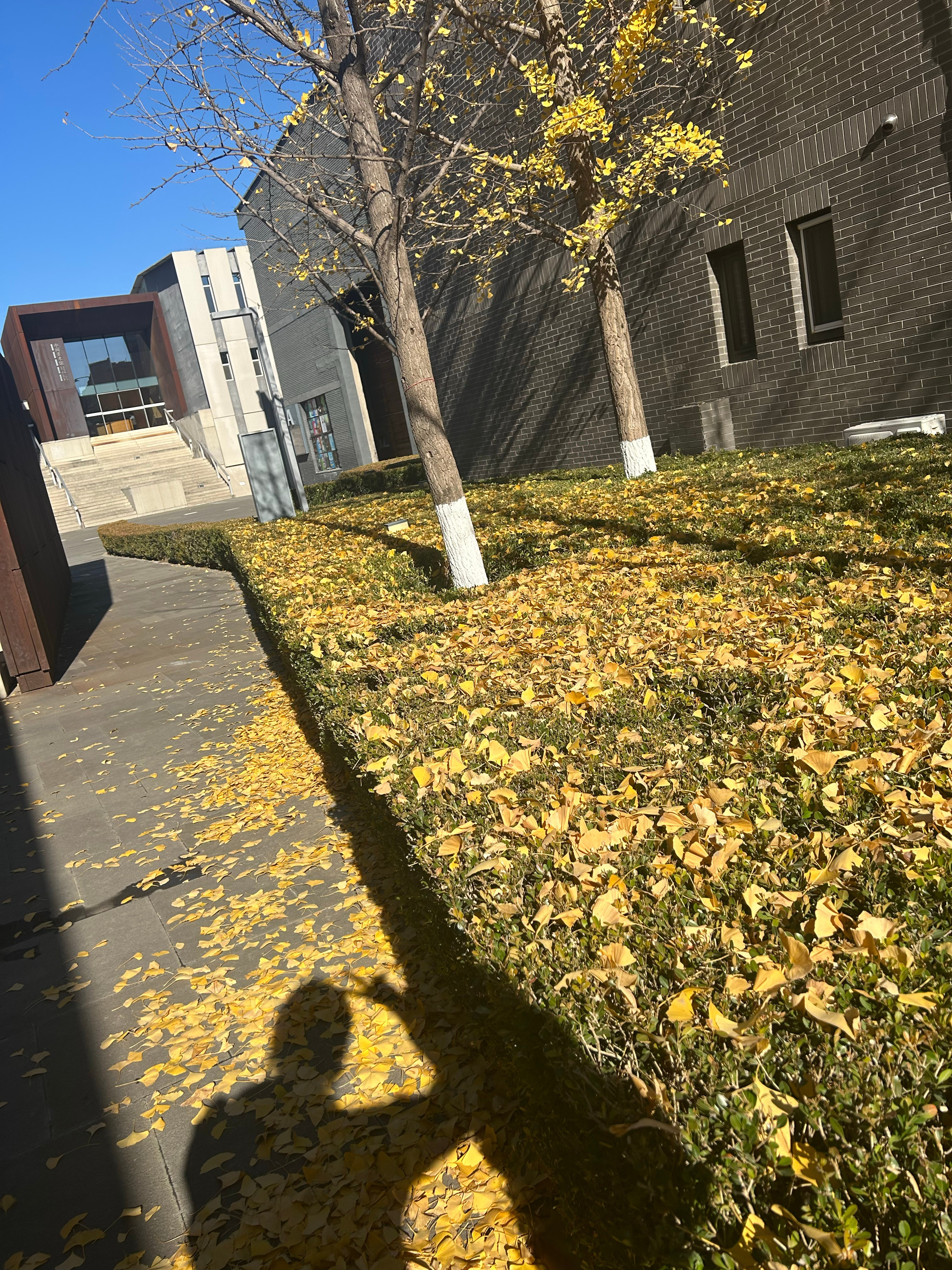 这周过完，秋天就真正的过去了