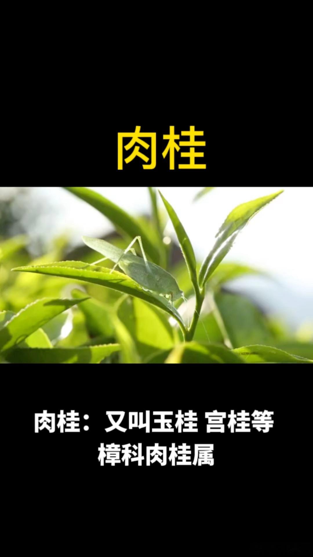 用它敷脚心，引上身之火疗下身之寒，增强肾五脏六腑阳气用它敷脚心，引上身之火疗下身