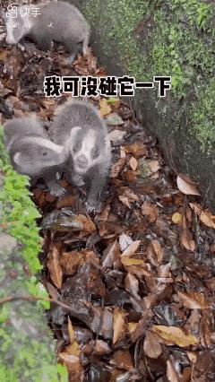 大伙都看着呢，我可一下都没碰它们！[捂脸哭]