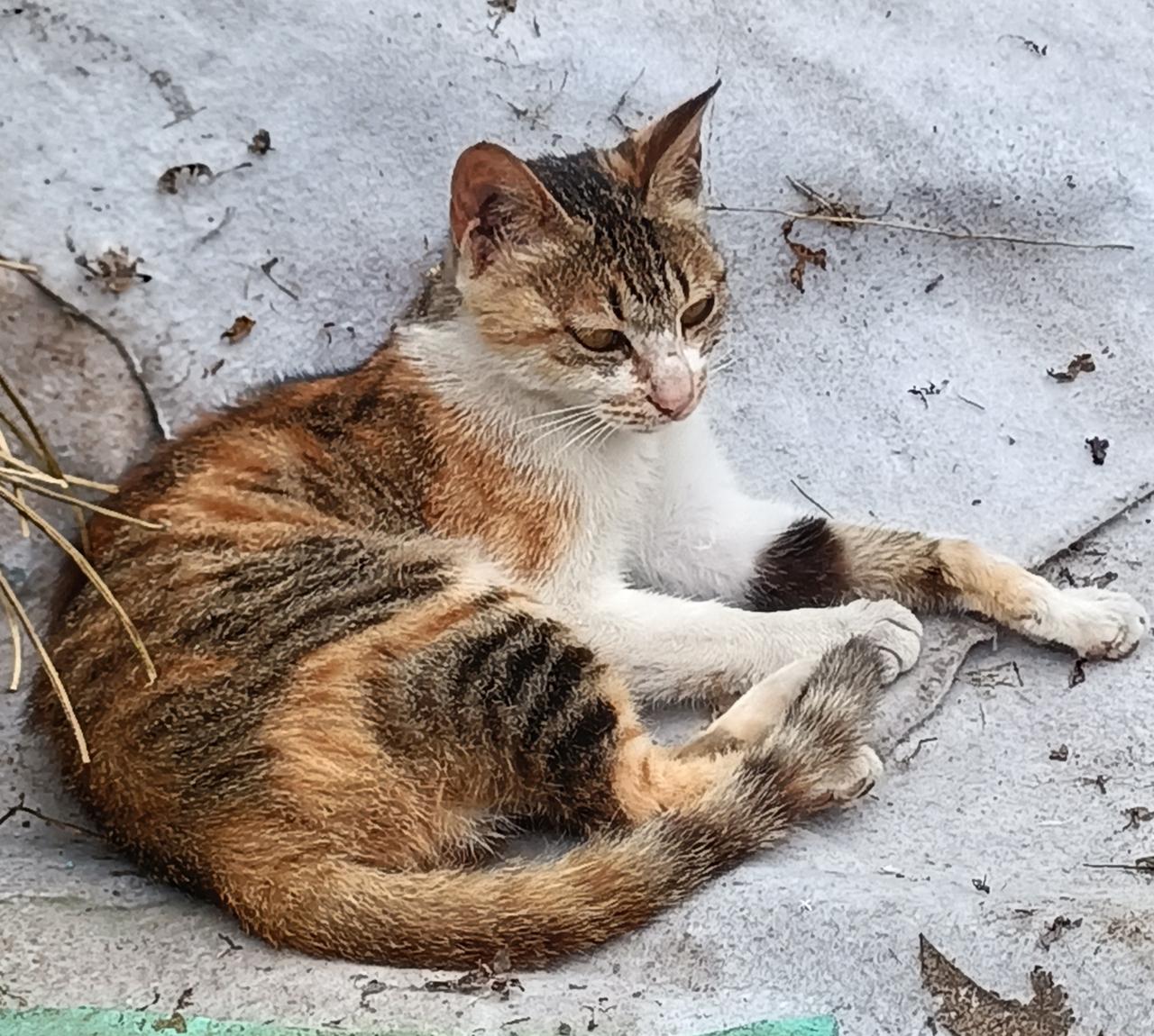 老妈家的小花猫太可爱了，看着憨憨的，又有点小聪明！平常趴在地上，如果看到有个