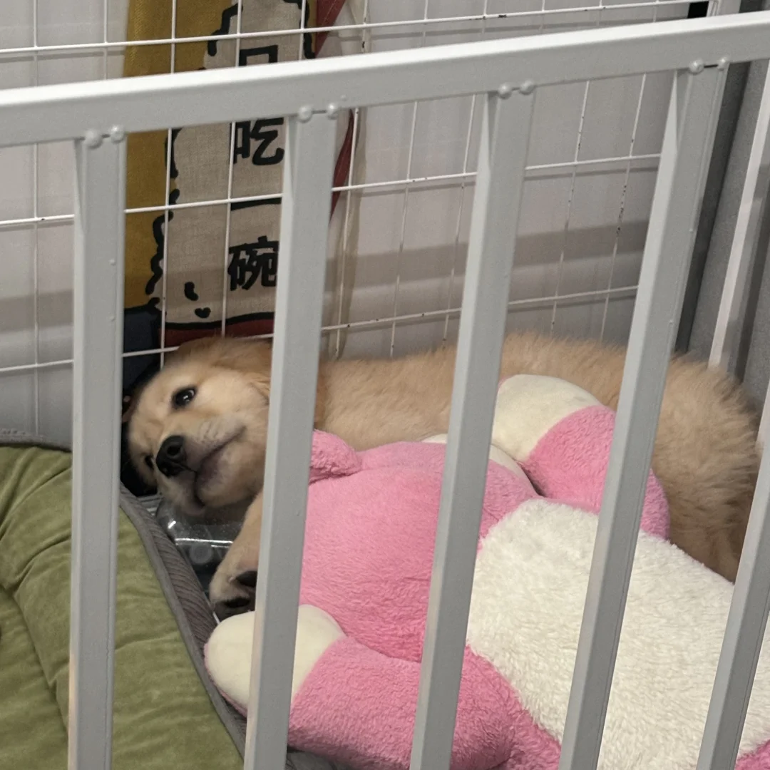 回顾幼犬赏味期