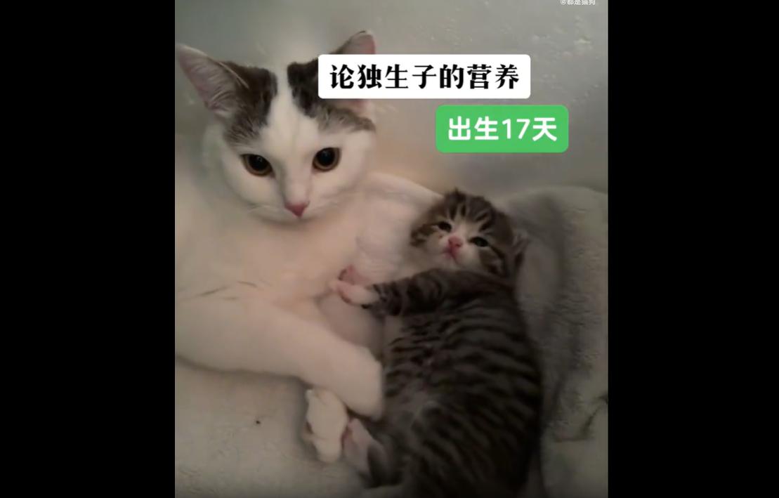 最近网上一只小猫彻底火出圈，简直萌到犯规，让无数网友直呼太可爱了！这是一只刚出