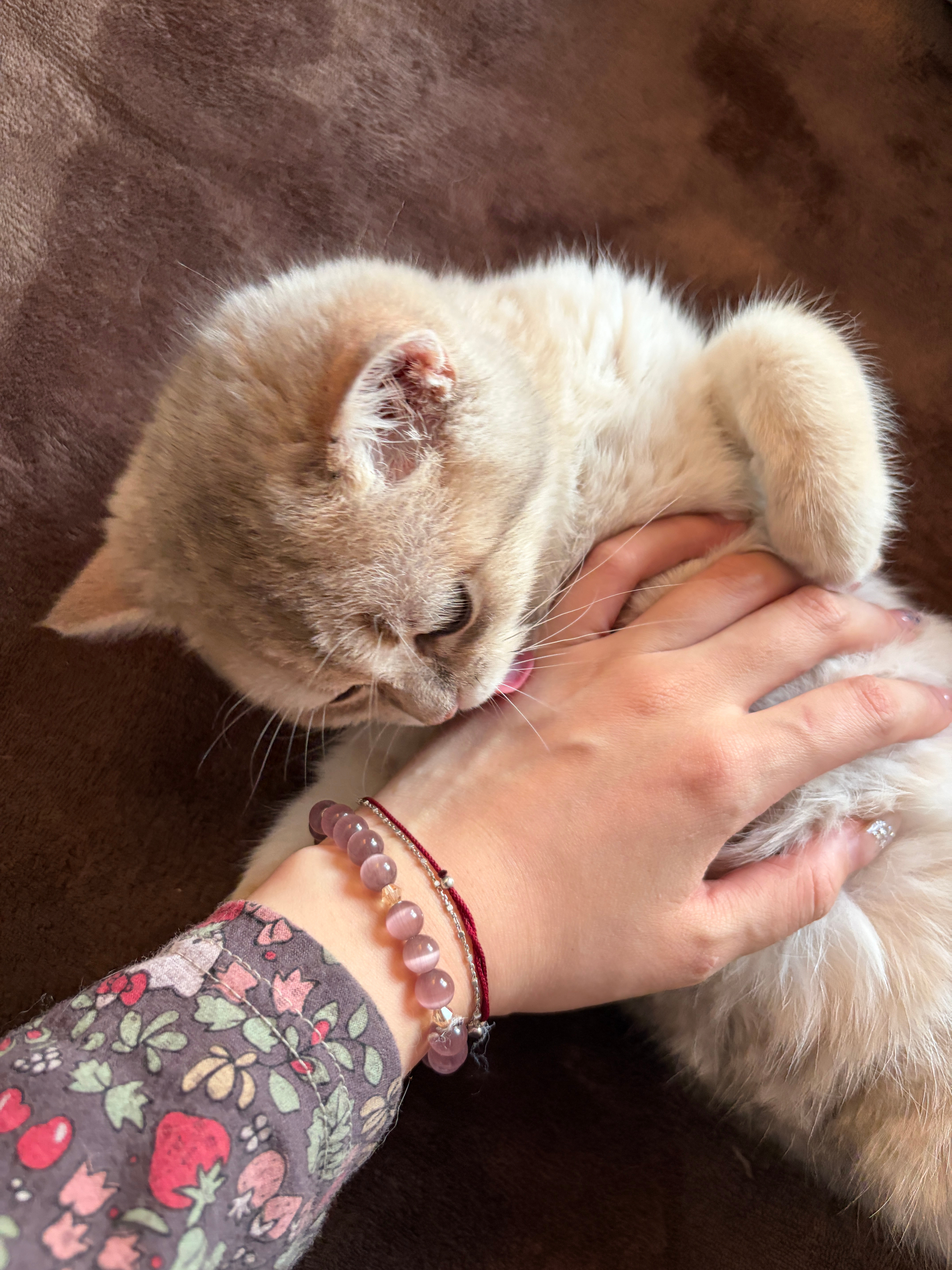 如此可爱的萌物我有两只