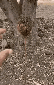 神奇的大自然，如果不是小哥哥，谁会想到这里面有一只鸟?