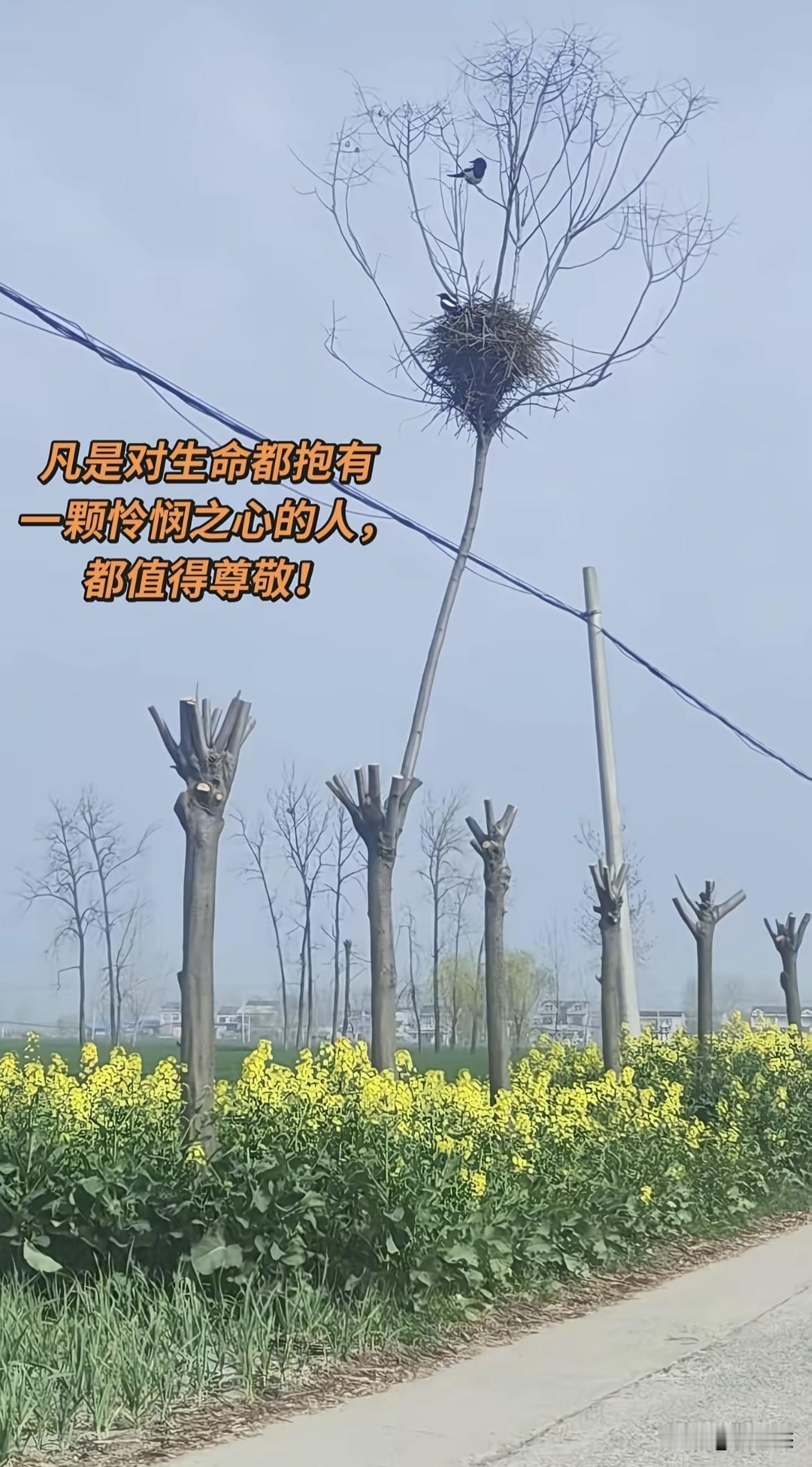 如果整棵树都不砍掉，会不会更完美？