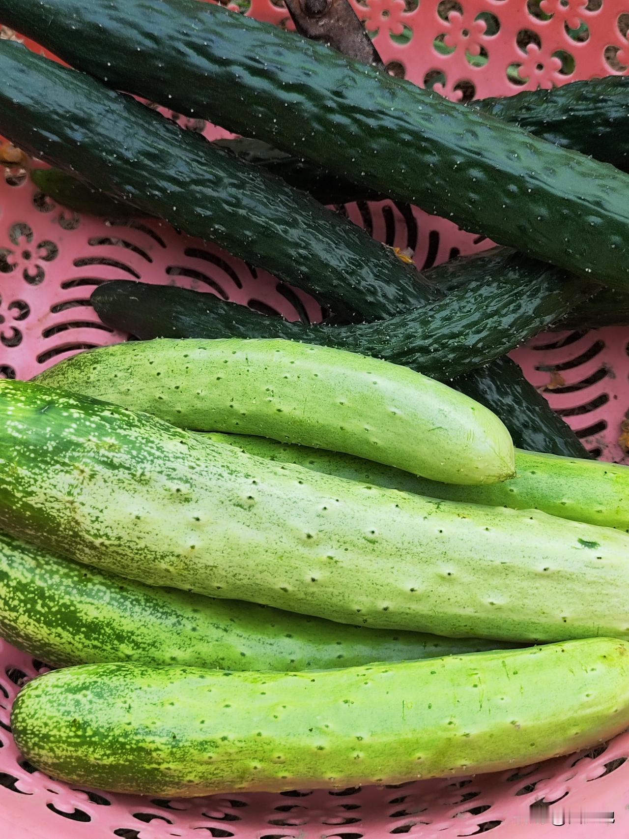 生活从不缺小确幸，晒晒我家小菜园瓜果蔬菜场景。四月份种植的春季蔬菜均已进入采