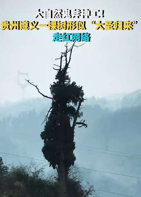 大自然鬼斧神工！贵州遵义惊现大圣真身树，一眼看呆全网！这棵藏在遵义山野的