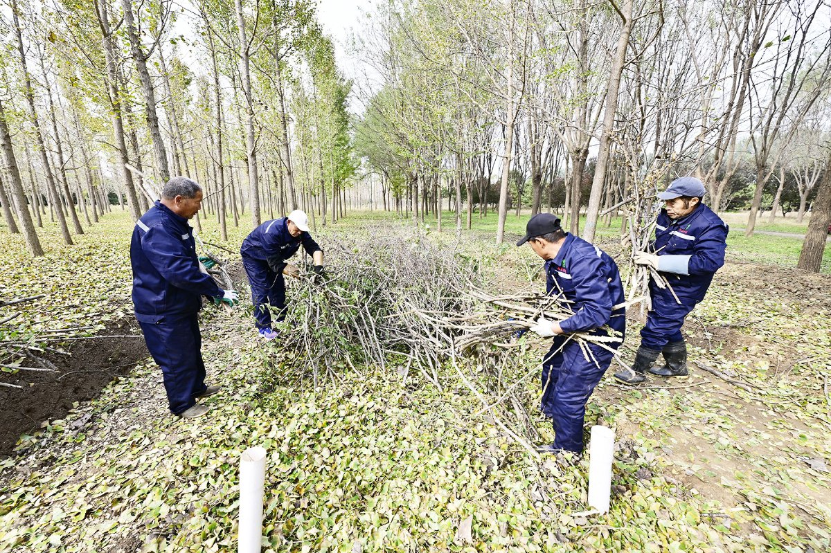 落叶变肥料 年节省养护成本百万元