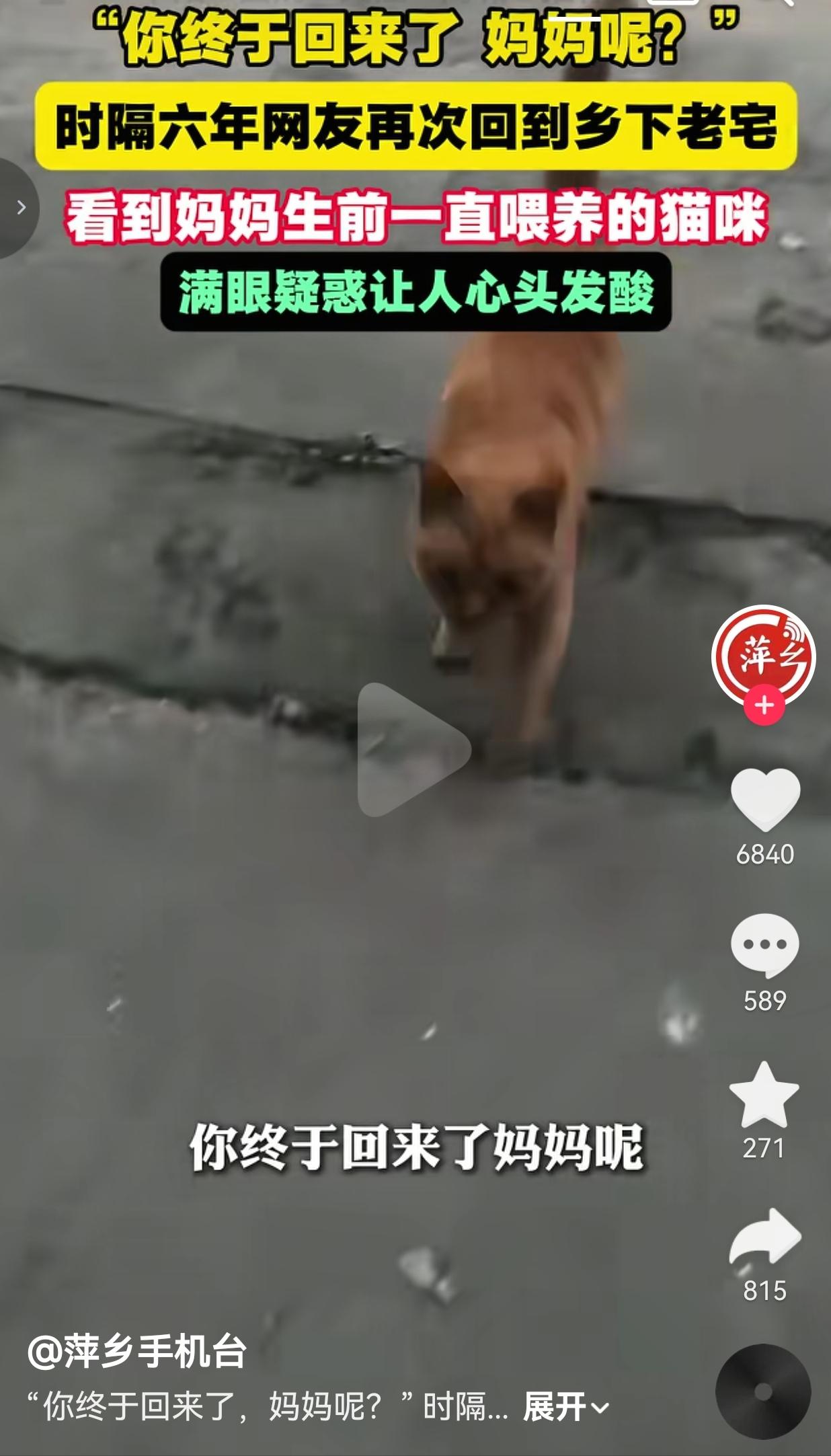 时隔六年重回乡下老宅，妈妈生前养的橘猫一眼认出我，满眼茫然当场把人看哭推开