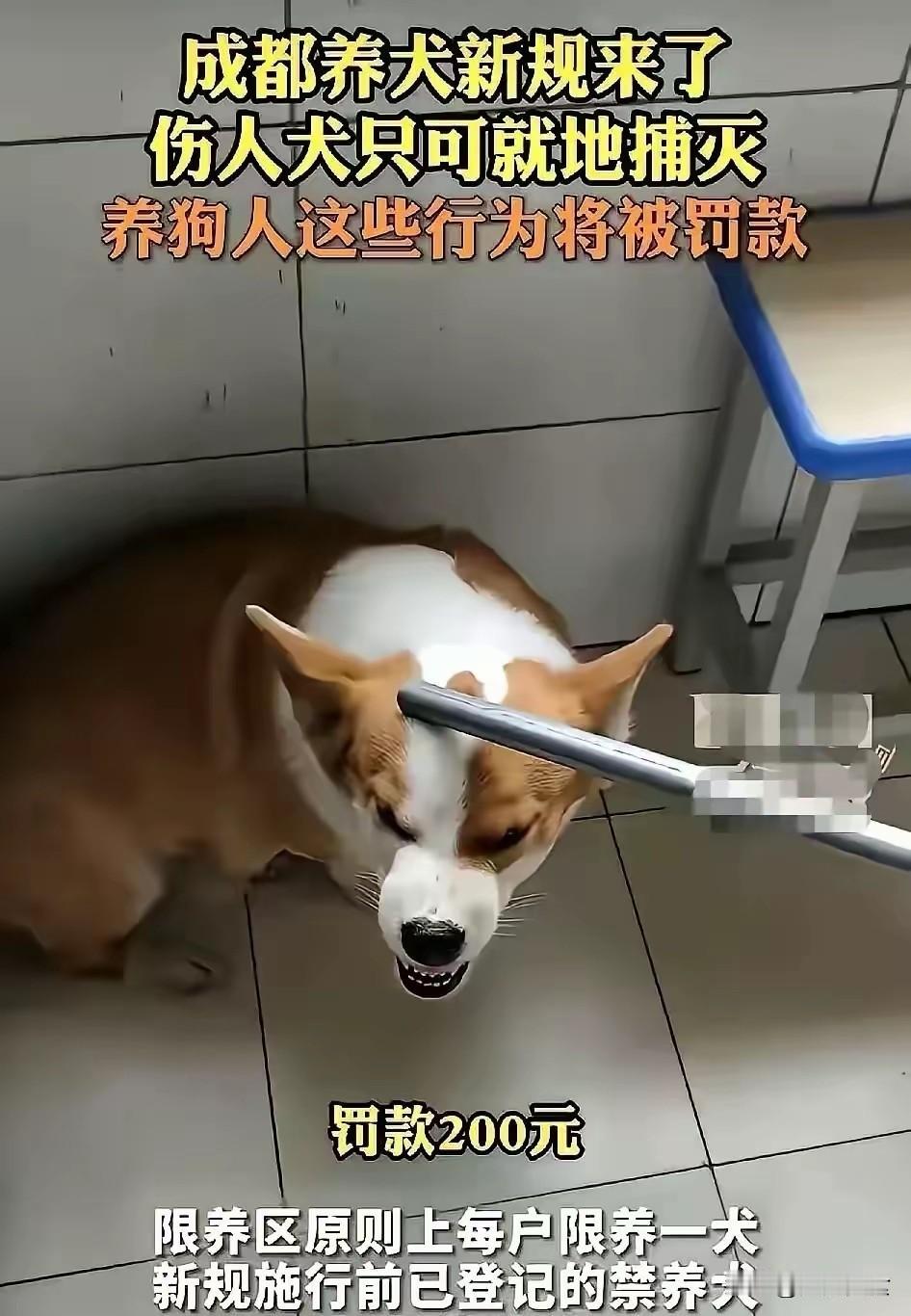 成都“最严养犬令”落地：狗权终于让位人权，百万养狗人破防了2026年8月1
