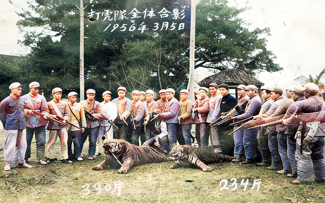 解放初期，福建厦门地区虎患严重，老虎伤害人畜的现象时有发生，给百姓带来了极大的困