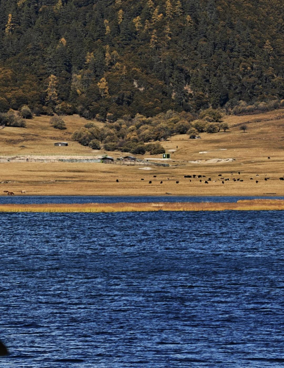 普达措国家公园｜攻略版普达措的深秋好像油画洁净的蓝浓郁的黄在森林最深处的