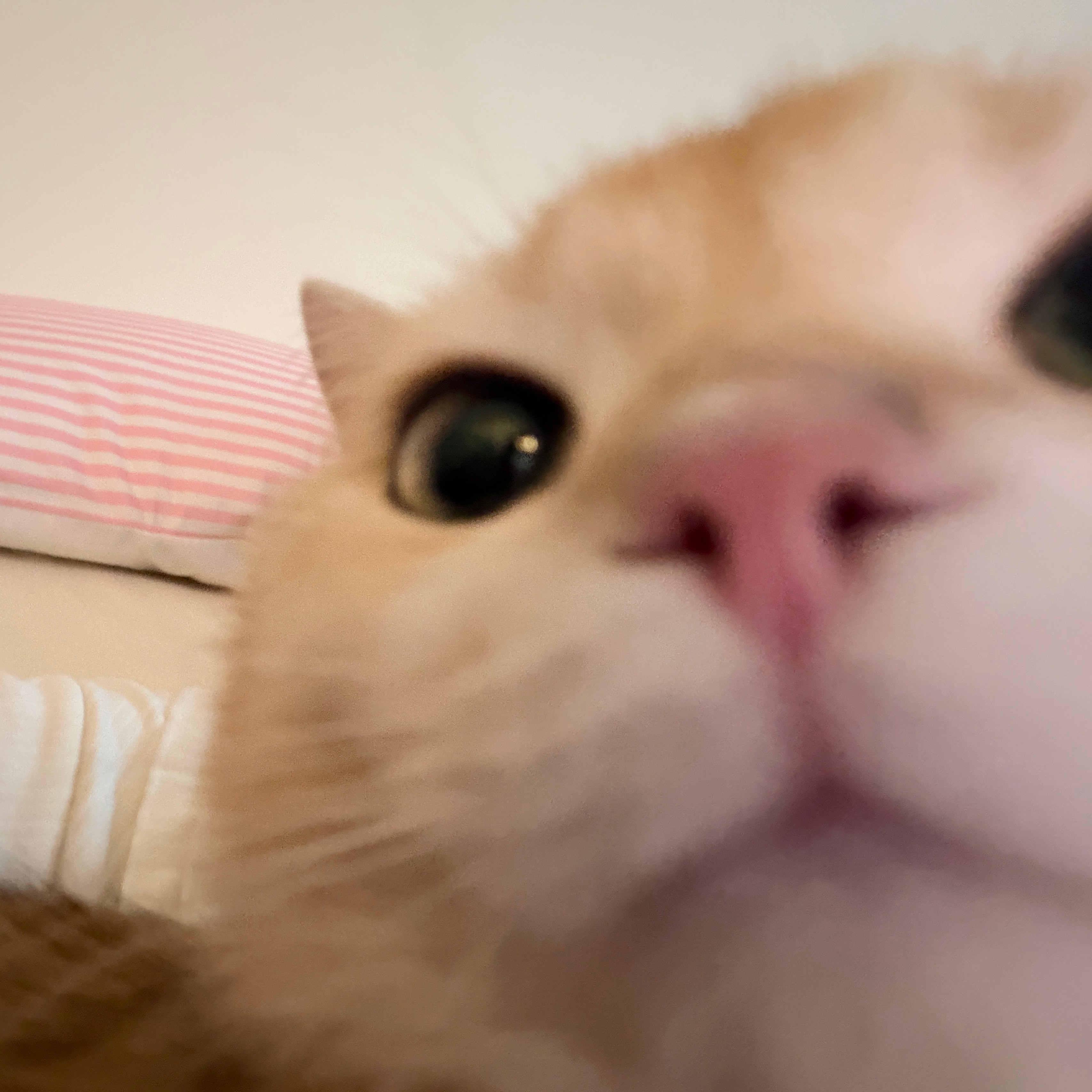 肉丸子