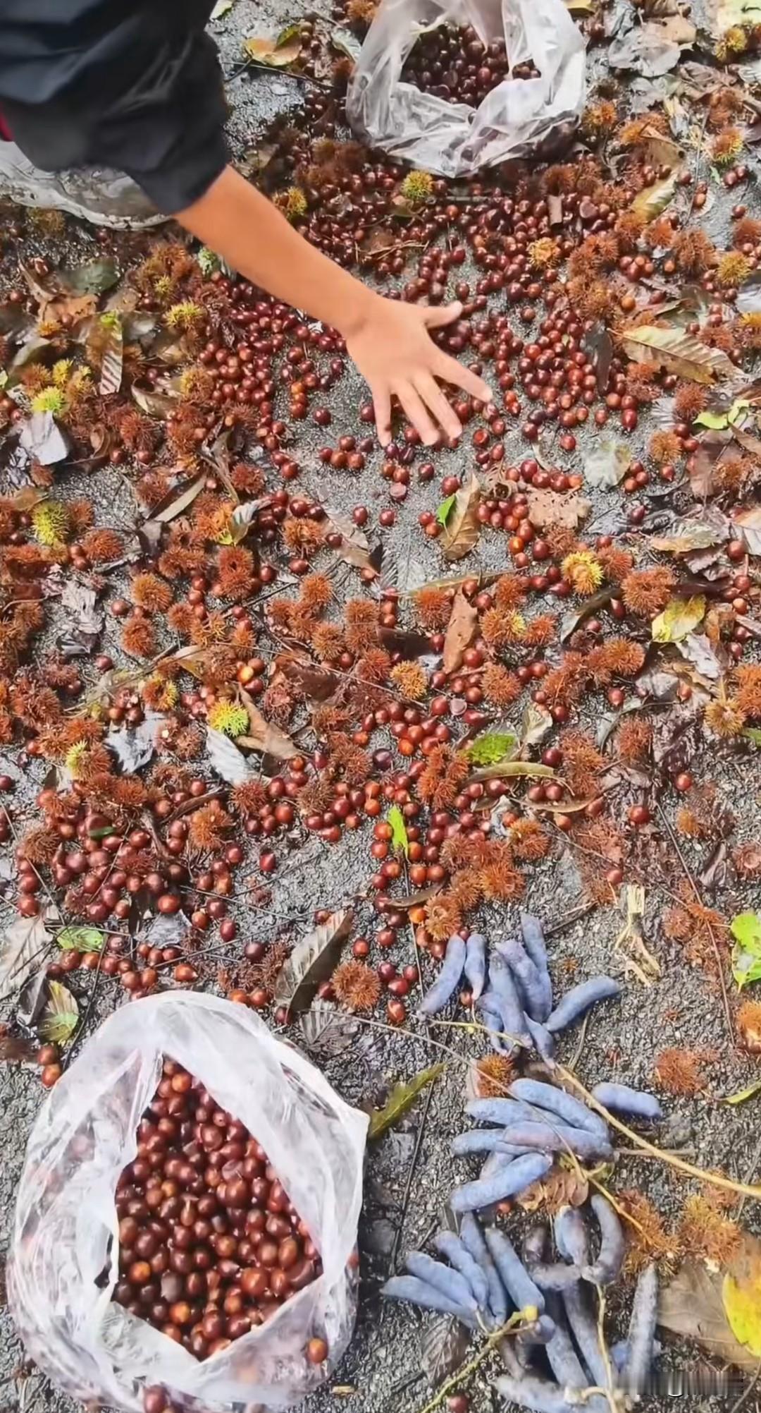 两夜秋霖落满途，栗香匝地野风酥。俯身拾得玲珑果，一捧乡愁入袋无。板栗