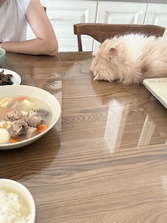 每天睡饭桌上的咪