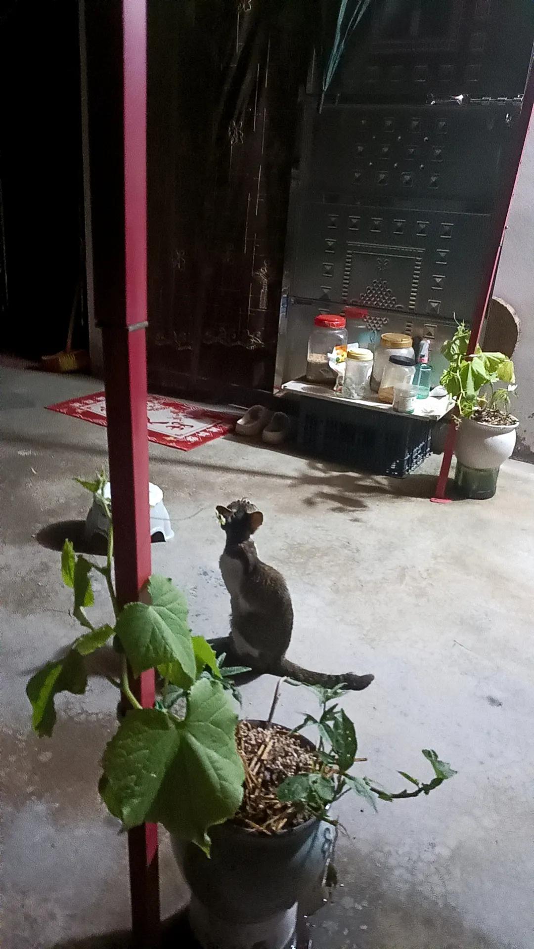 猫会抓虫子吃