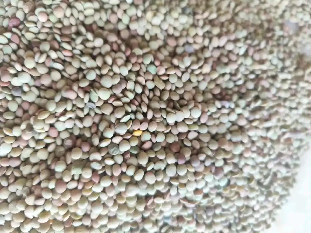 阿塞拜疆APA电视台报道，当地时间5日，一列运载俄罗斯粮食的列车，经过阿塞拜疆境