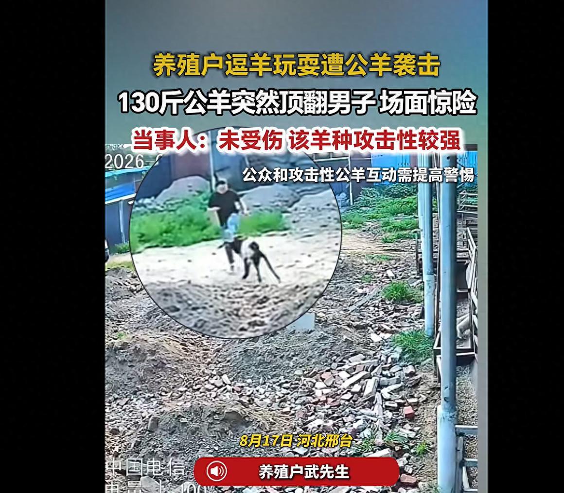 河北邢台一养殖户逗自家130斤公羊玩耍时突然被攻击，公羊用羊角将其顶倒后持续追撵