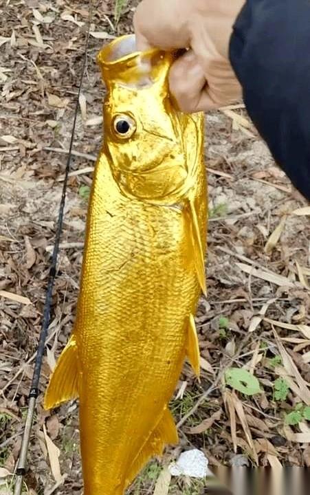 浙江嘉兴的一条河边，一根碳素鱼竿被拉成了紧绷的U型，水面下金光乱窜。钓鱼人老李