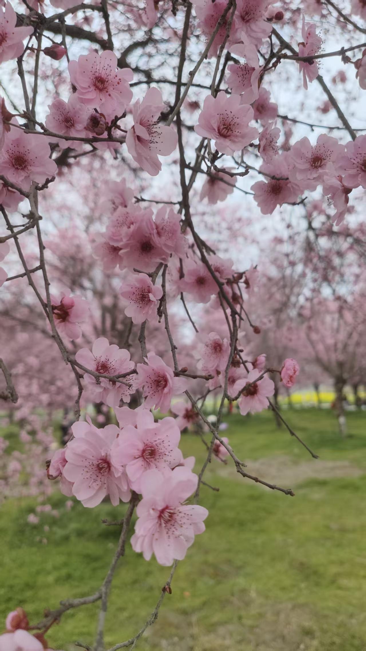 崇州戚家湾的春天，粉与黄撞了个满怀风一吹，樱花就成了春天的