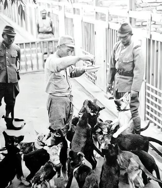 1938年，一个八路军小战士被日军推进狼狗群中，一群恶狗张开血盆大口，露出锋利的