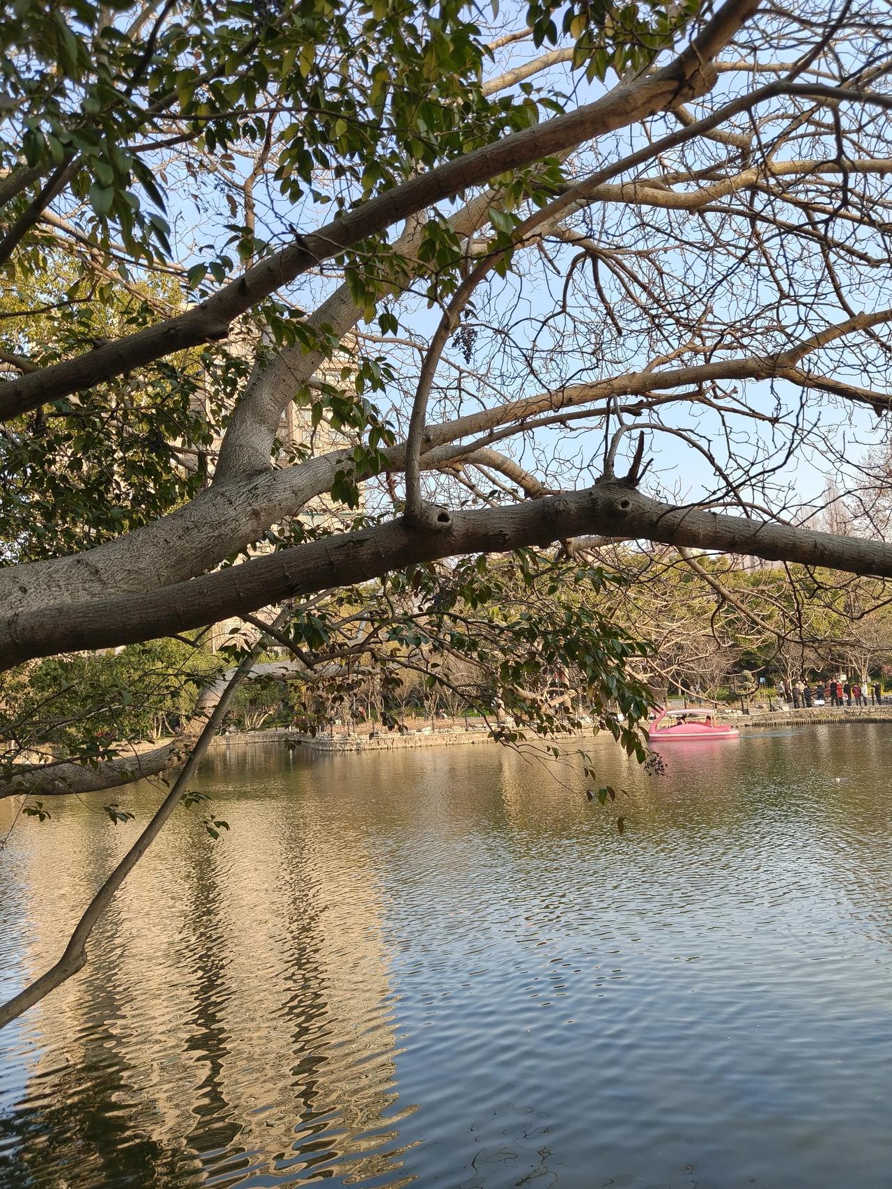 春日公园散步随手拍实景图分享！鲁迅公园梅园走一圈随手拍～🌲