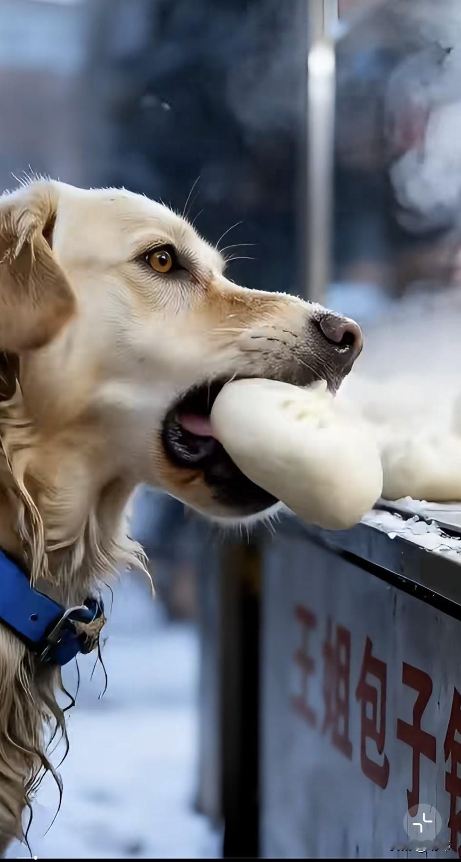 泪目了！一位大姐开了一个包子铺，每天起早贪黑也很不容易，这天下起了大雪，几乎没有