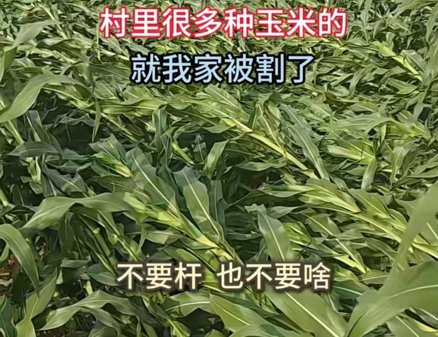 天理难容！黑龙江一农户23亩玉米一夜被齐根割光，整个村子就他遭此黑手。黑龙江