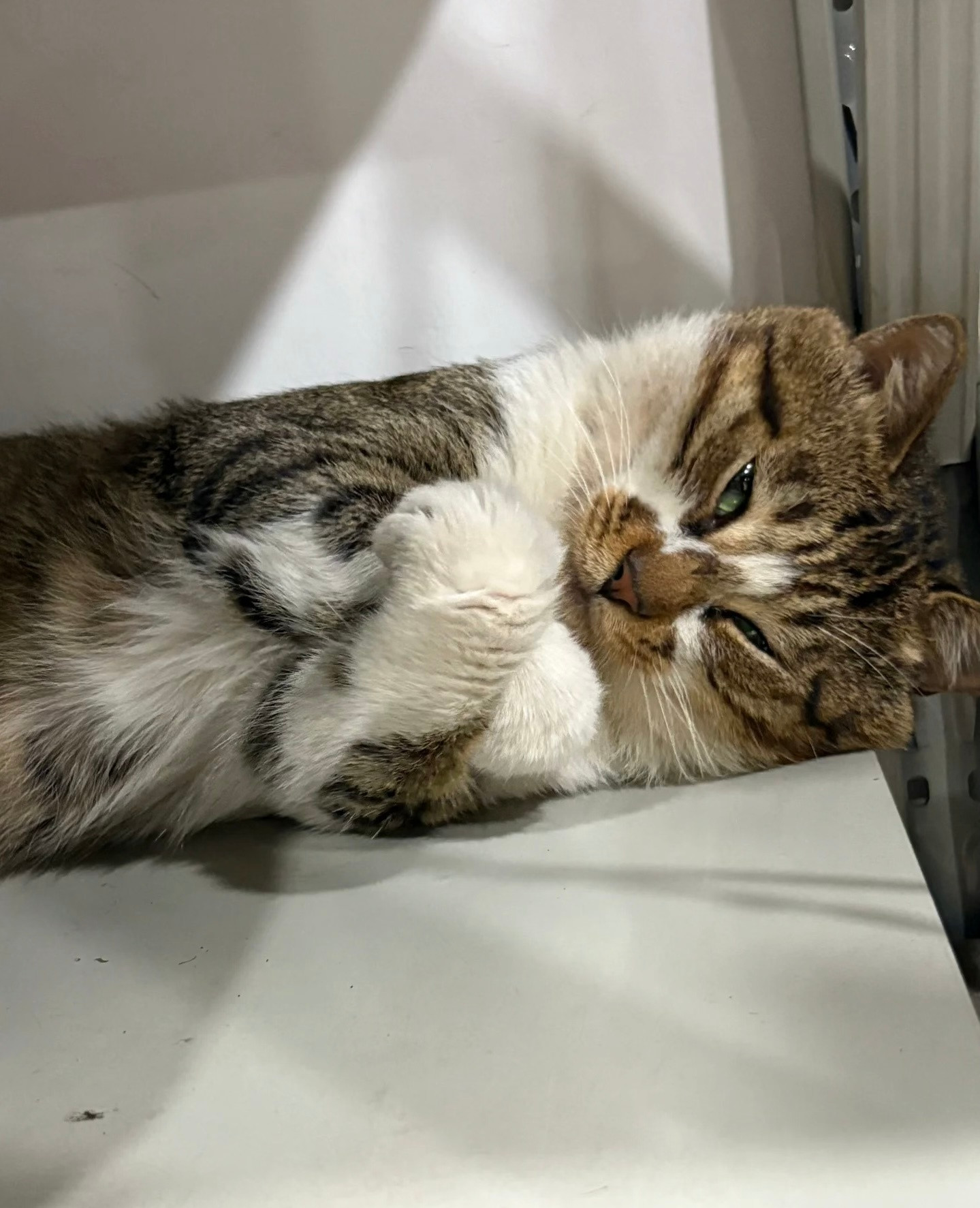小猫咪为什么是方的​​​