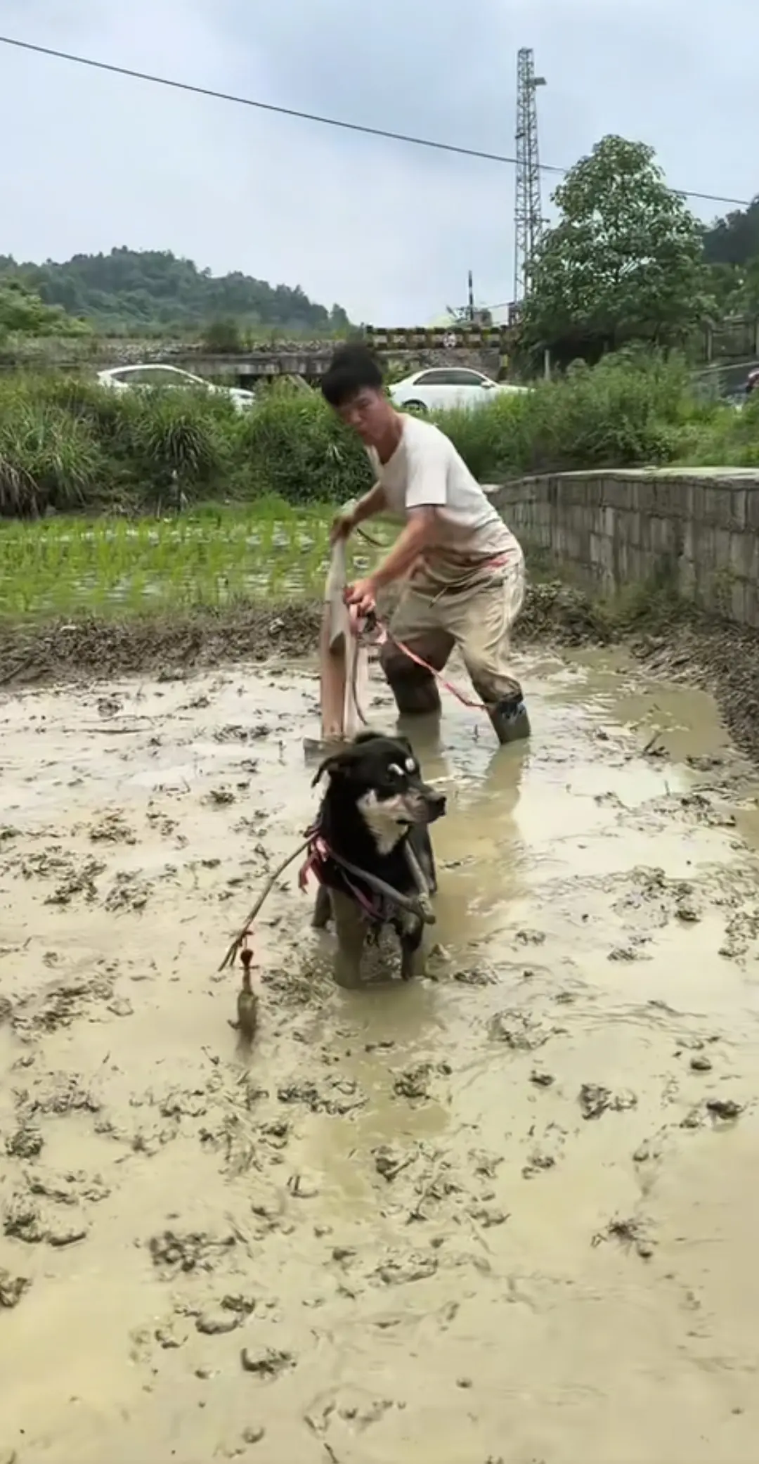 第一次看见用狗耕田的。