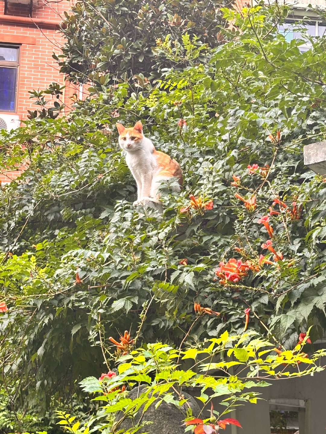 今天走在下班的路上，偶遇小猫，给小猫出了个片