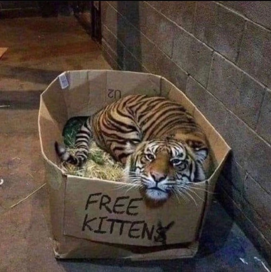 路边的野猫不要捡​​​