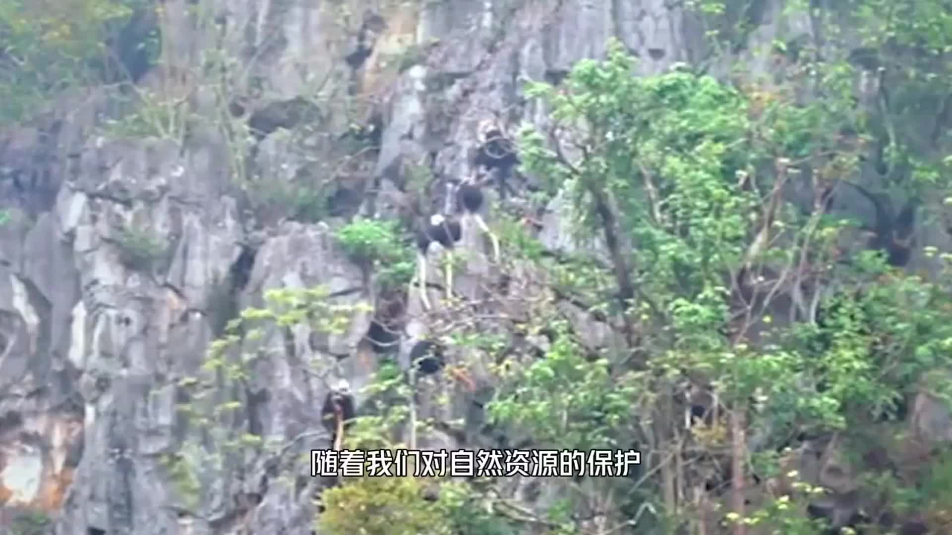 四川凉山神秘现身的黄虎：体态壮硕震撼全场