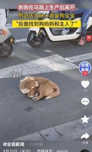 西藏林芝，狗妈妈在路上生了2只小狗，由于身体虚弱，她只能蜷成一团保护好孩子，马路