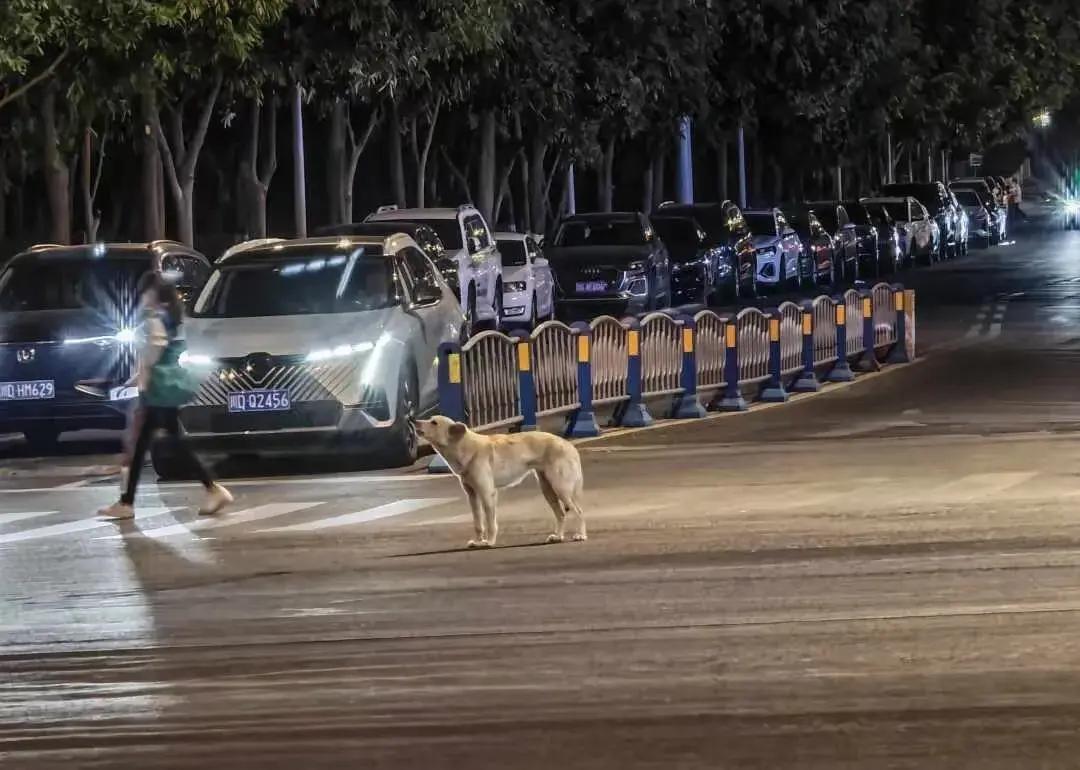 这只狗被主人丢弃的，它以为主人还会回来，每天都在这里转悠等待。